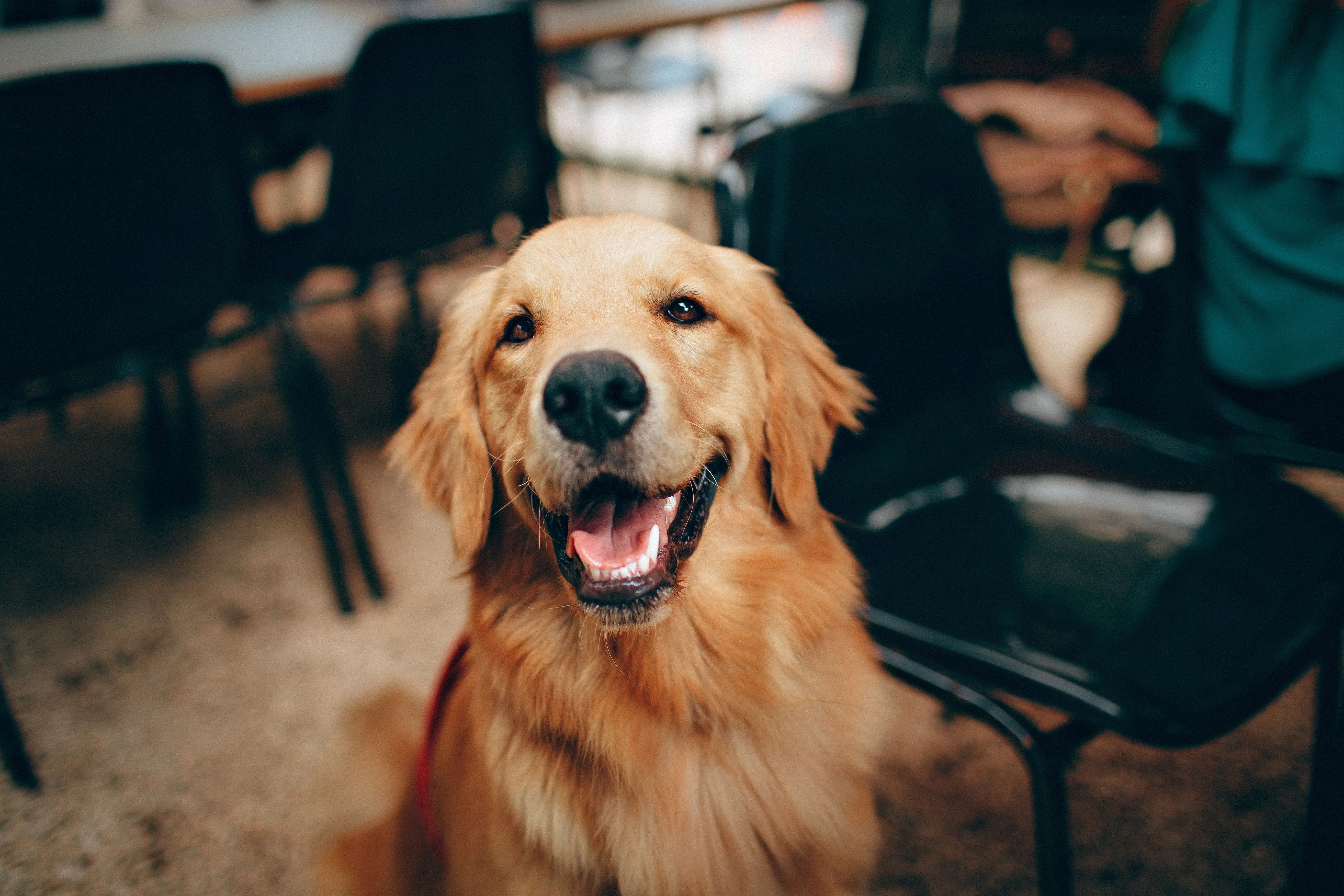 Hình nền ngầu với chú chó Golden Retriever lông vàng đang mỉm cười nhìn vào máy ảnh trong không gian ấm cúng