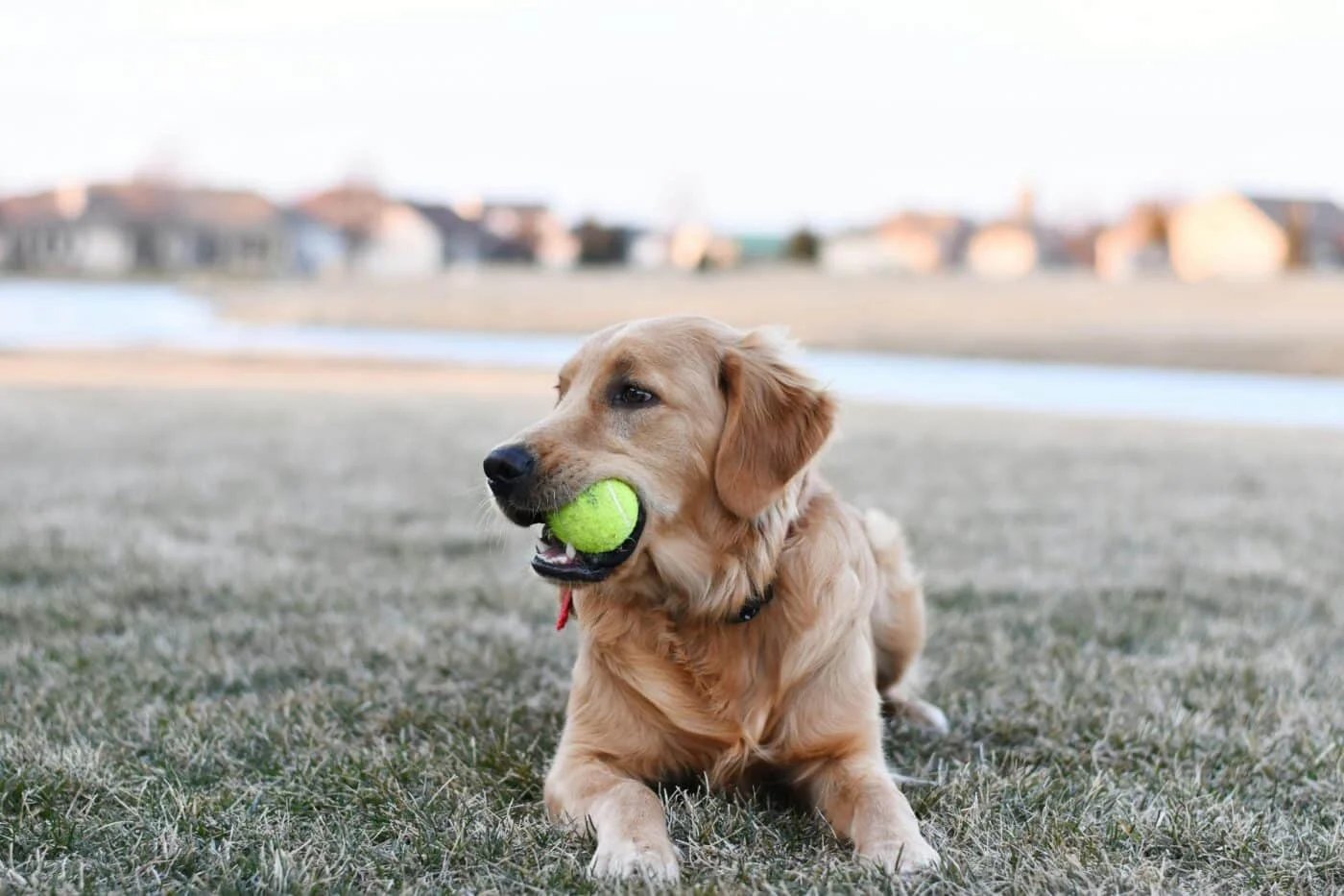 Hình nền ngầu với chú chó Golden Retriever ngậm bóng tennis nằm trên bãi cỏ ngoài trời