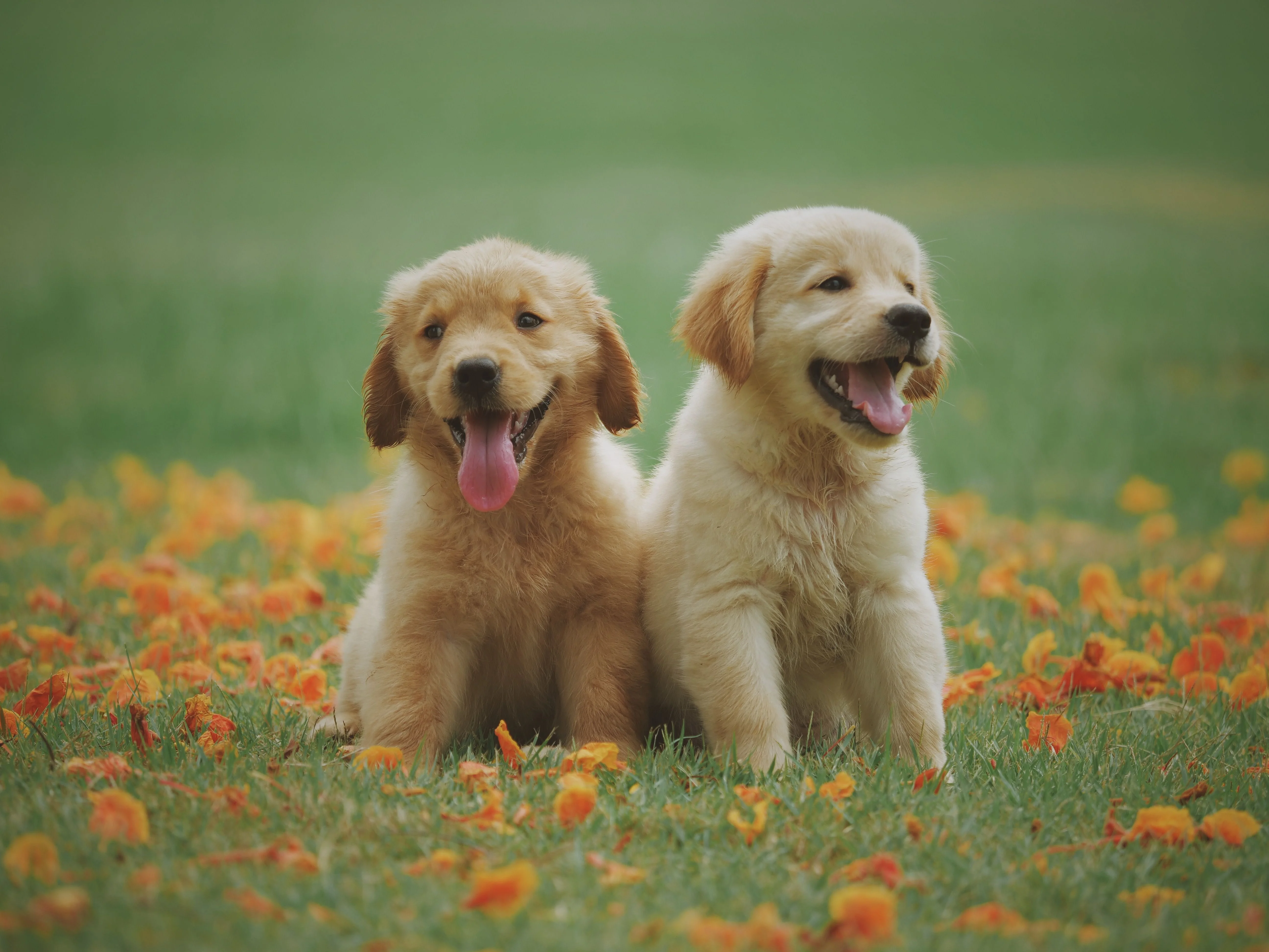 Hình nền ngầu với hai chú chó Golden Retriever con vui vẻ ngồi giữa cánh đồng hoa màu cam