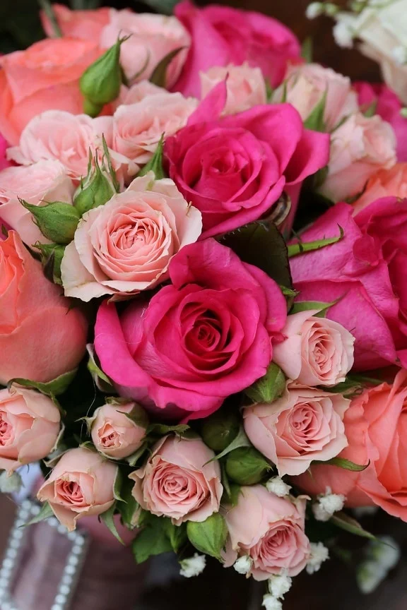 Hình nền ngầu với bó hoa hồng fuchsia, hồng phấn và cam rực rỡ chụp cận cảnh