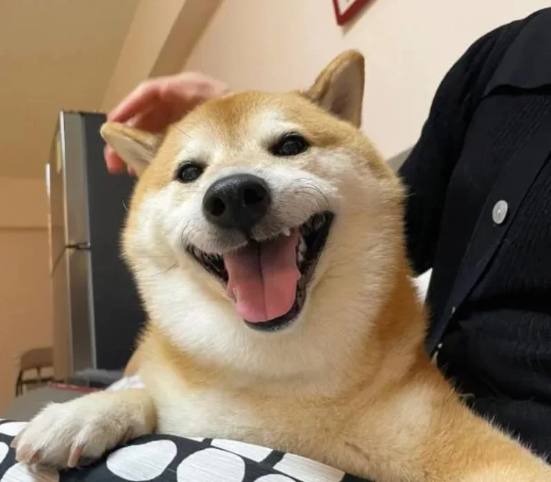 Ảnh meme về chú chó hài hước.