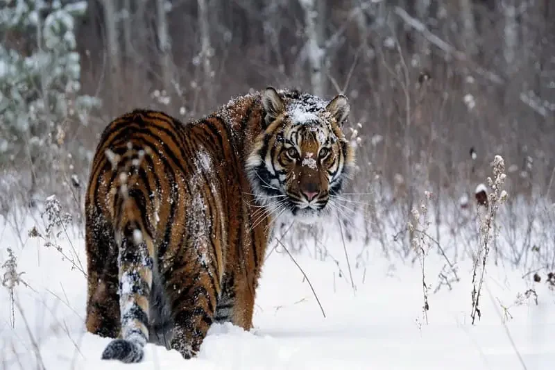 Hổ (Panthera tigris): Chúa tể Rừng xanh & Biểu tượng của Sức - hình ảnh hổ 4K: Bộ sưu tập ảnh độ phân giải cao - hình 24