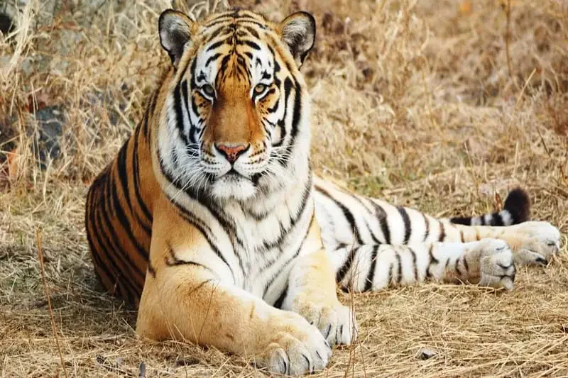 Hổ (Panthera tigris): Chúa tể Rừng xanh & Biểu tượng của Sức - hình ảnh hổ 4K: Bộ sưu tập ảnh độ phân giải cao - hình 16