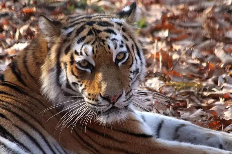 Hổ (Panthera tigris): Chúa tể Rừng xanh & Biểu tượng của Sức - hình ảnh hổ 4K: Bộ sưu tập ảnh độ phân giải cao - hình 17
