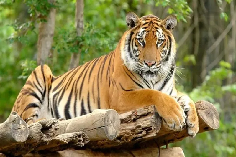Hổ (Panthera tigris): Chúa tể Rừng xanh & Biểu tượng của Sức - hình ảnh hổ 4K: Bộ sưu tập ảnh độ phân giải cao - hình 23