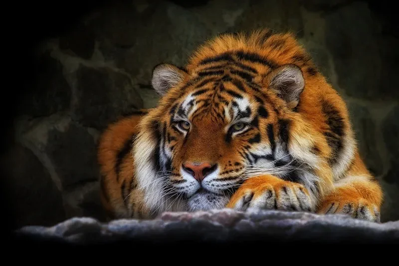 Hổ (Panthera tigris): Chúa tể Rừng xanh & Biểu tượng của Sức - hình ảnh hổ 4K: Bộ sưu tập ảnh độ phân giải cao - hình 18