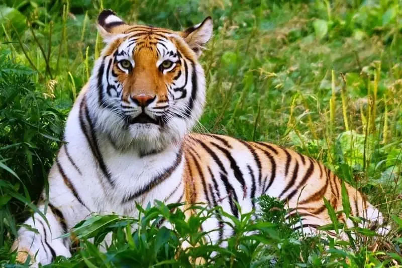 Hổ (Panthera tigris): Chúa tể Rừng xanh & Biểu tượng của Sức - kích thước và hình thể
