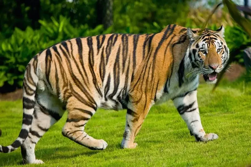 Hổ (Panthera tigris): Chúa tể Rừng xanh & Biểu tượng của Sức - hình ảnh hổ 4K: Bộ sưu tập ảnh độ phân giải cao - hình 1