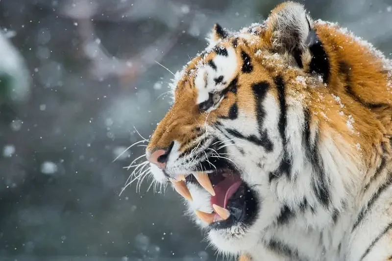Hổ (Panthera tigris): Chúa tể Rừng xanh & Biểu tượng của Sức - hình ảnh hổ 4K: Bộ sưu tập ảnh độ phân giải cao - hình 14