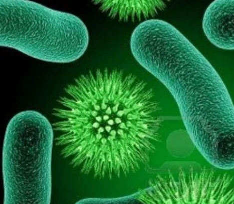 Giới khởi sinh là gì? Đặc điểm của giới khởi sinh là?