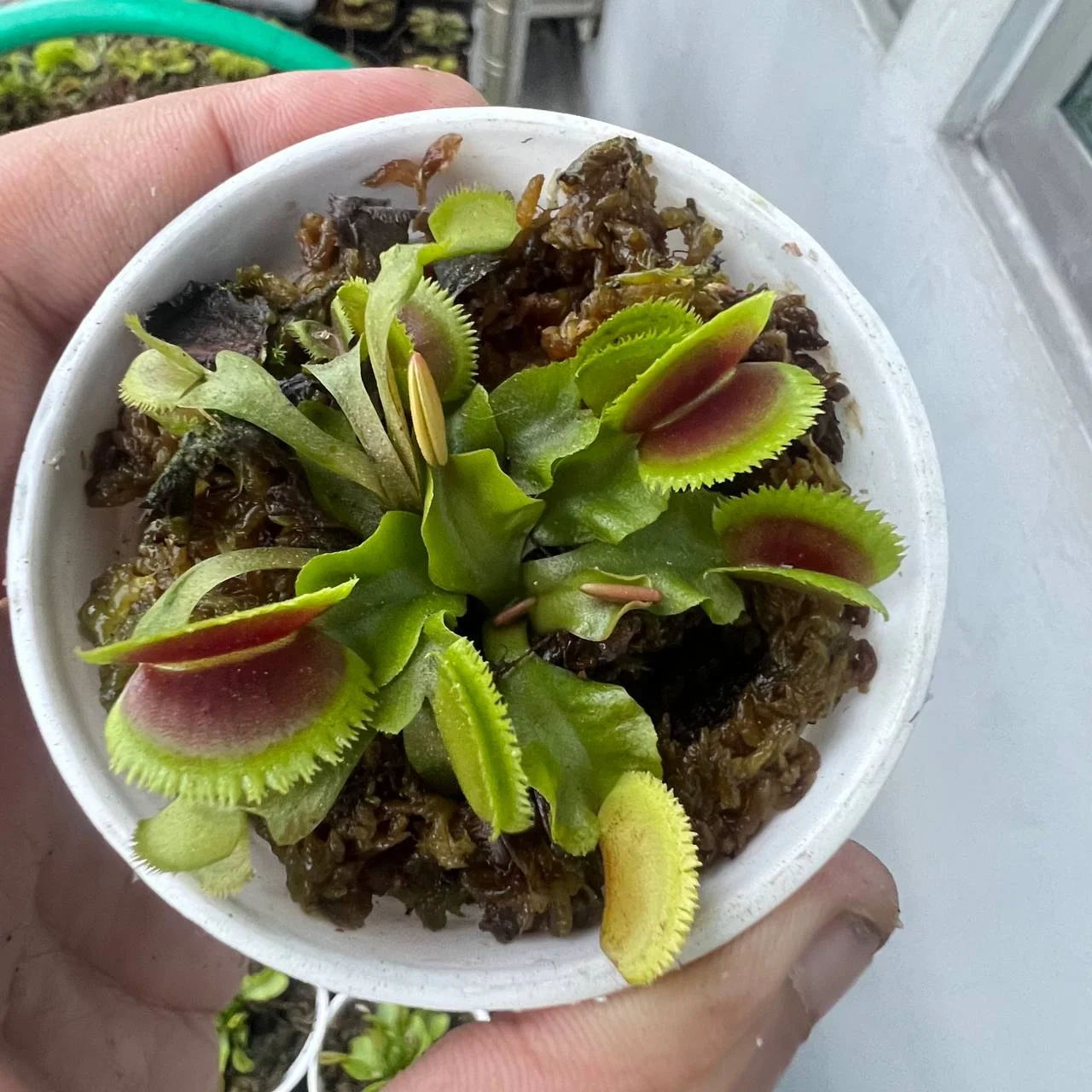 Ảnh 69 minh hoạ nhà mái ngói