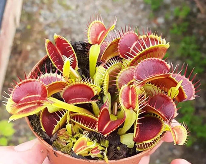 Cụm cây bắt ruồi Venus đỏ xanh trong chậu