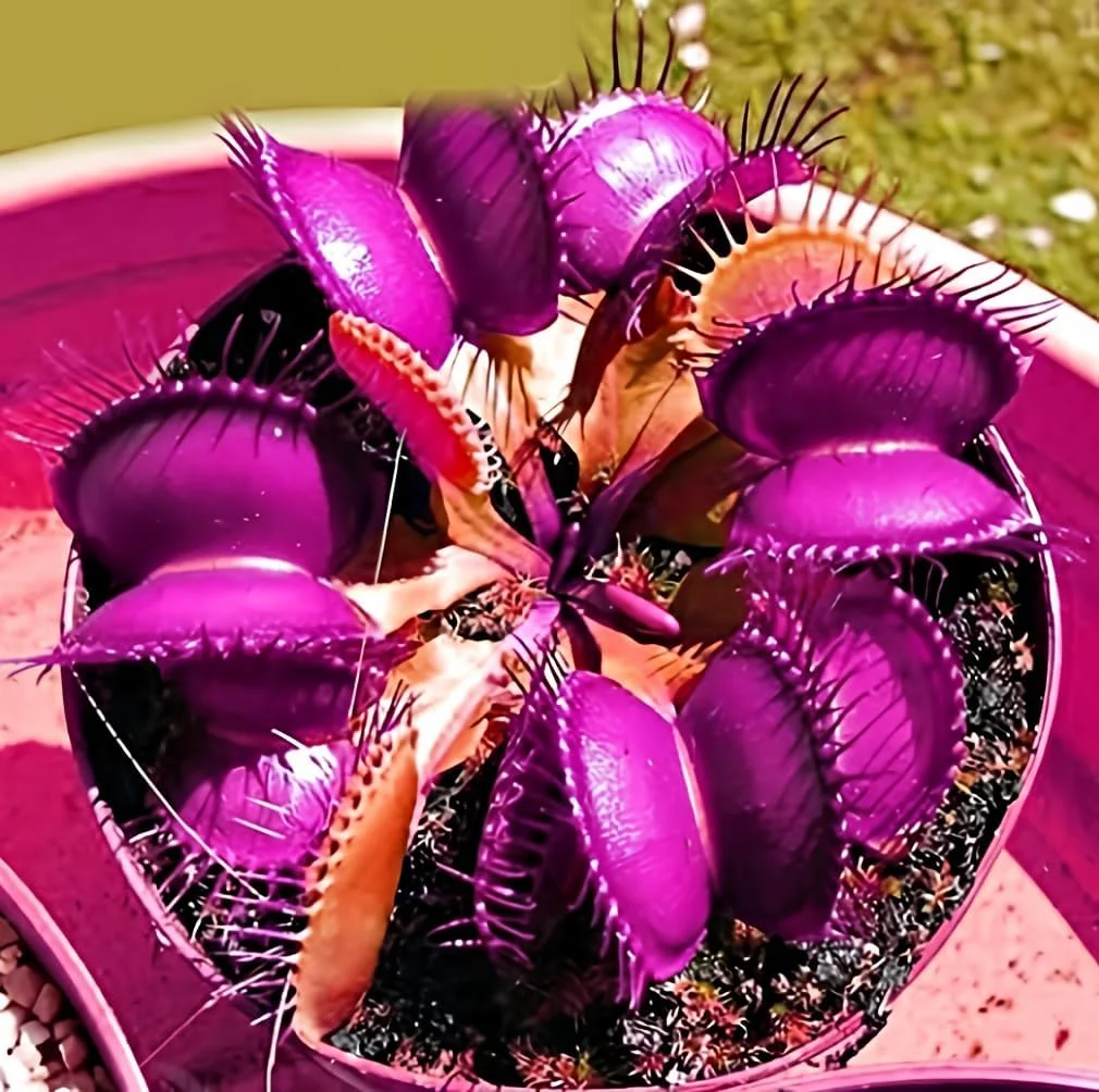 Cây bắt ruồi Venus màu tím hồng trong chậu