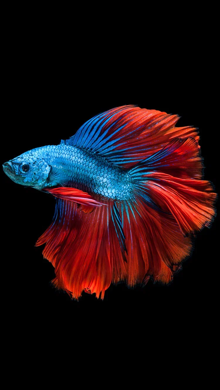 Mời tải về hình nền Wallpaper iPhone 6S đẹp và được tải về nhiều nhất