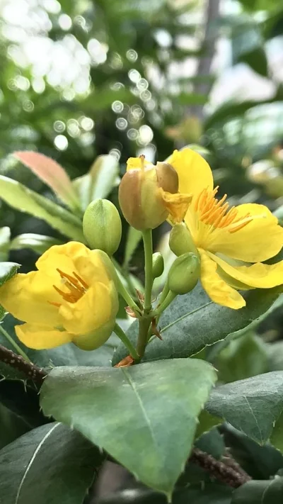 Hình nền hoa Mai ngày Tết