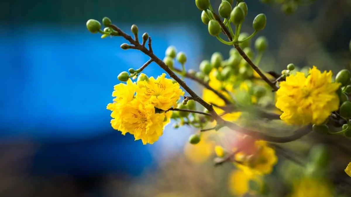 Hình ảnh hoa Mai tết