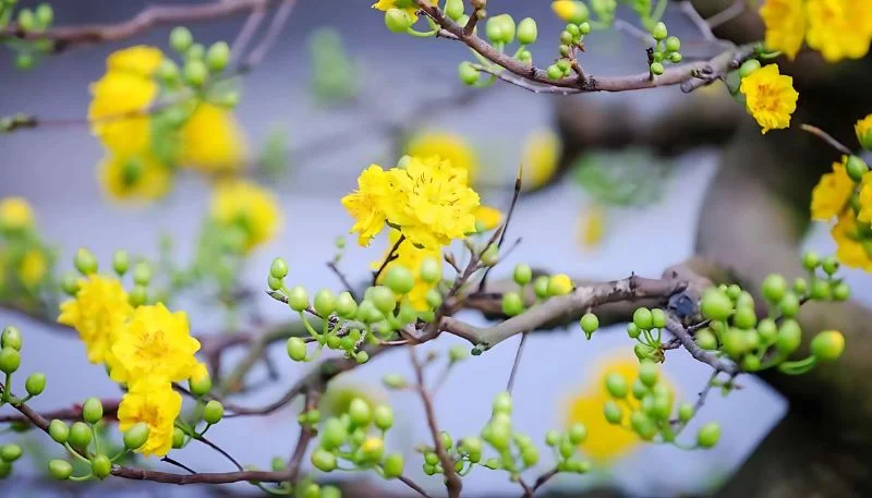 Hình ảnh hoa Mai vàng đẹp nhất (9)