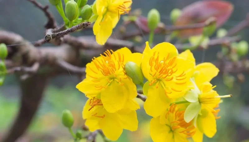 Hình ảnh hoa Mai vàng đẹp nhất (6)
