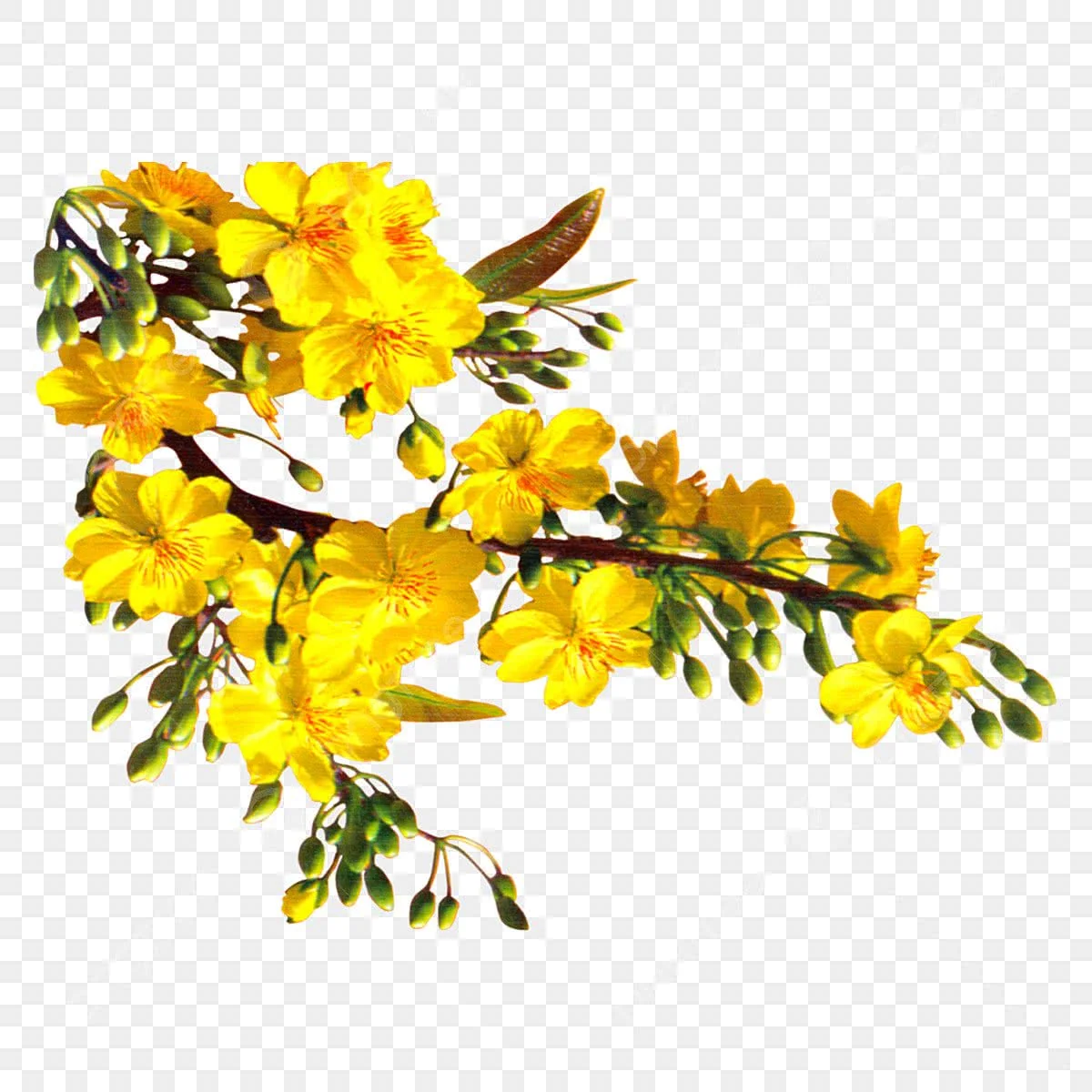 Hình ảnh Hoa Mai PNG, Vector, PSD, và biểu tượng để tải về miễn phí | pngtree