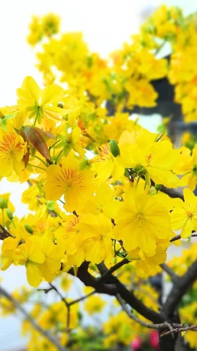 Hình nền hoa Mai cho điện thoại (6)