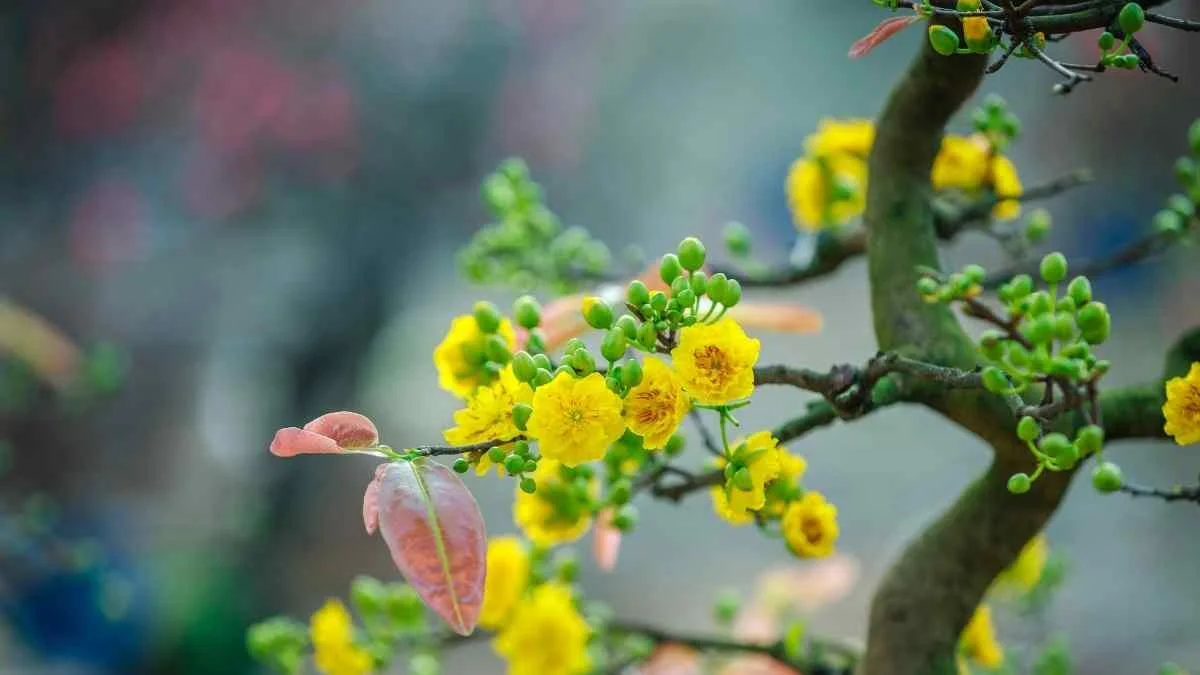 Hình ảnh hoa Mai tết (2)