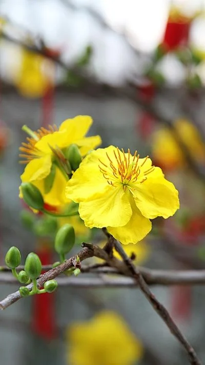 Hình nền hoa Mai cho điện thoại (7)