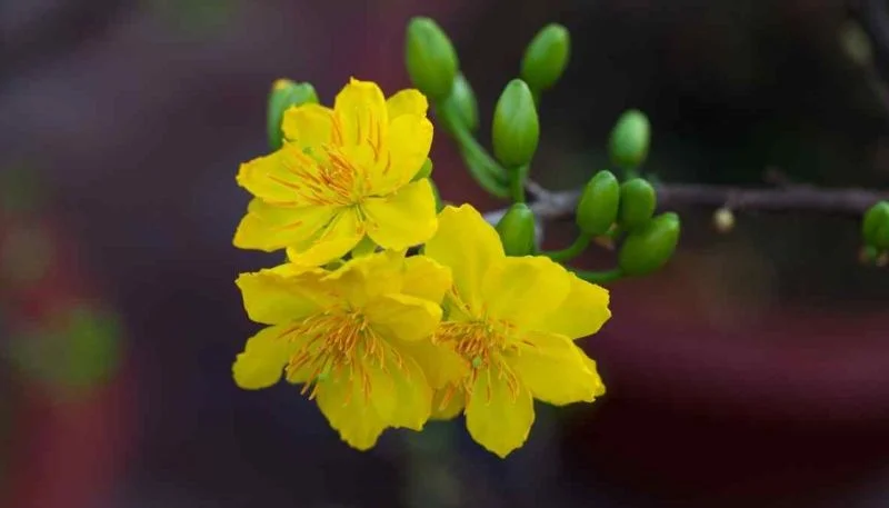 Tải ảnh hoa Mai vàng (2)