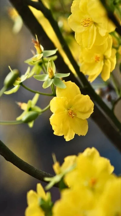 Hình nền hoa Mai cho điện thoại (5)