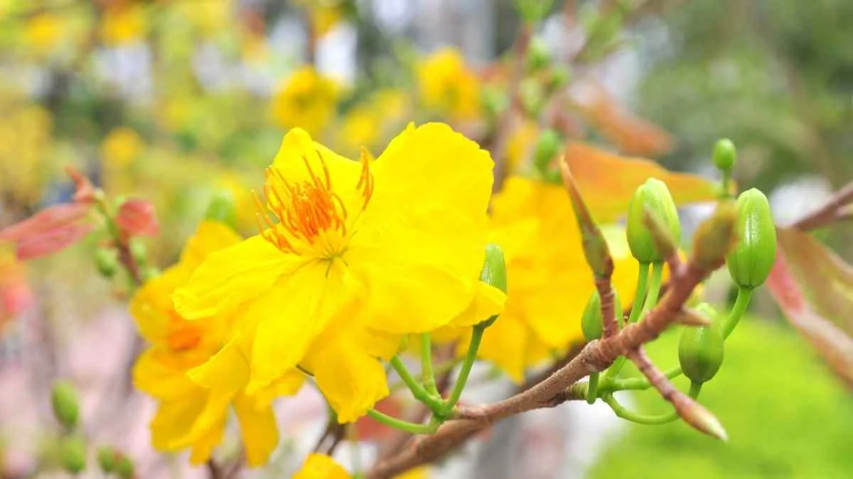 Ảnh hình nền hoa Mai ngày Tết 3D sắc nét (11)
