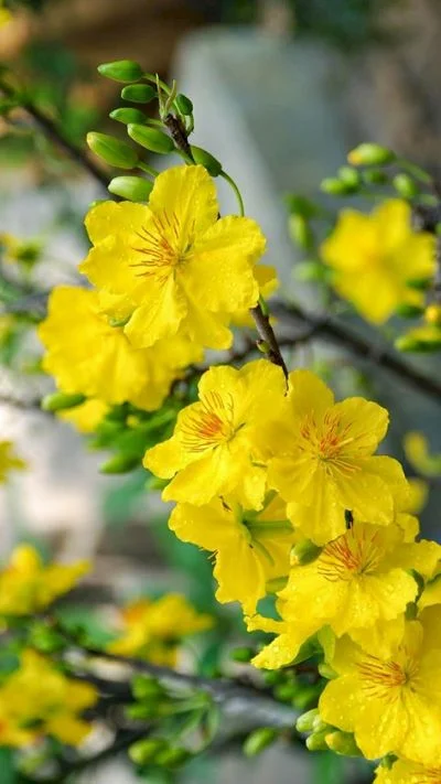 Hình nền hoa Mai cho điện thoại (4)