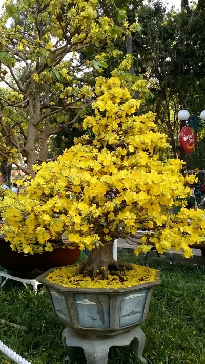 Hình ảnh cây Mai đẹp (4)