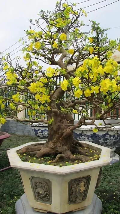 Hình ảnh cây Mai đẹp (3)