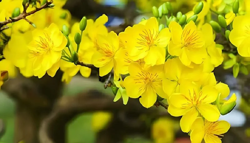 Tải ảnh hoa Mai vàng