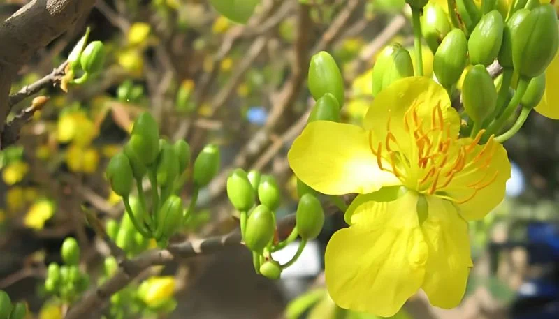 Tải hình nền hoa Mai vàng đẹp nhất (7)