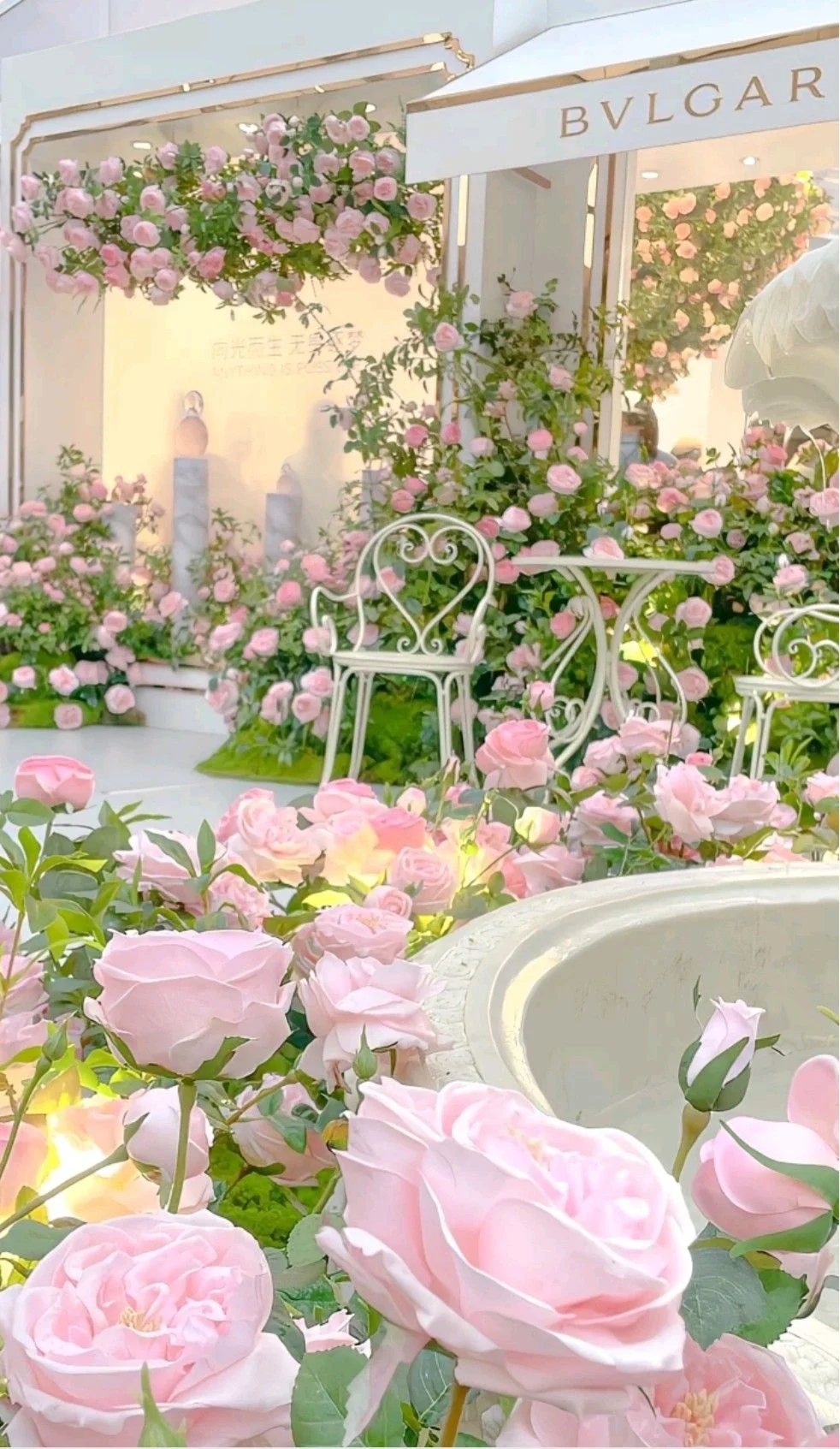 hình nền vườn hoa hồng