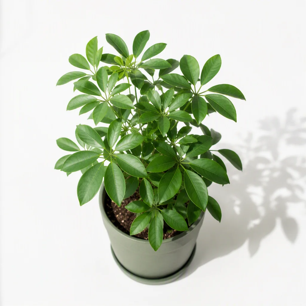 Bộ ảnh ảnh nền trắng, tấm 16