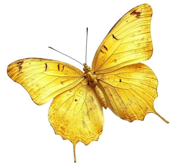 Ảnh minh hoạ hình ảnh bướm đẹp số 12