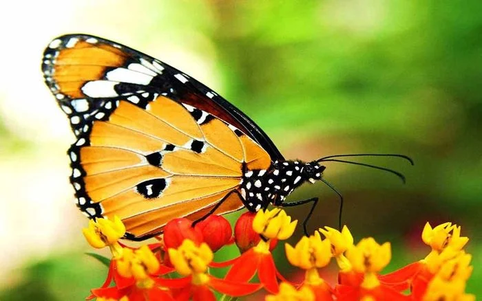 hình ảnh bướm đẹp: gợi ý số 14