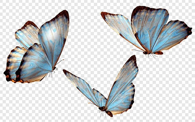 ảnh con bướm
