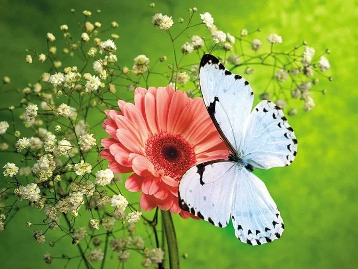 Tuyển chọn hình ảnh bướm đẹp — hình 21