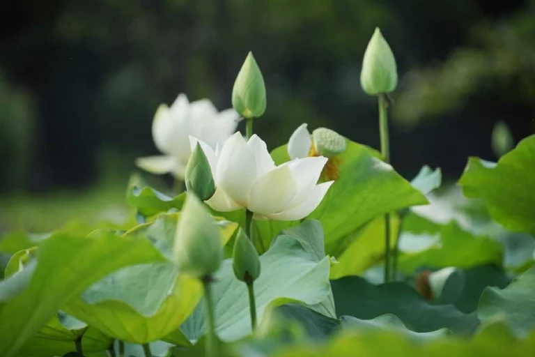 Ý nghĩa hoa sen trắng đám tang: Chia buồn, tưởng nhớ người đã khuất - FLoLi
