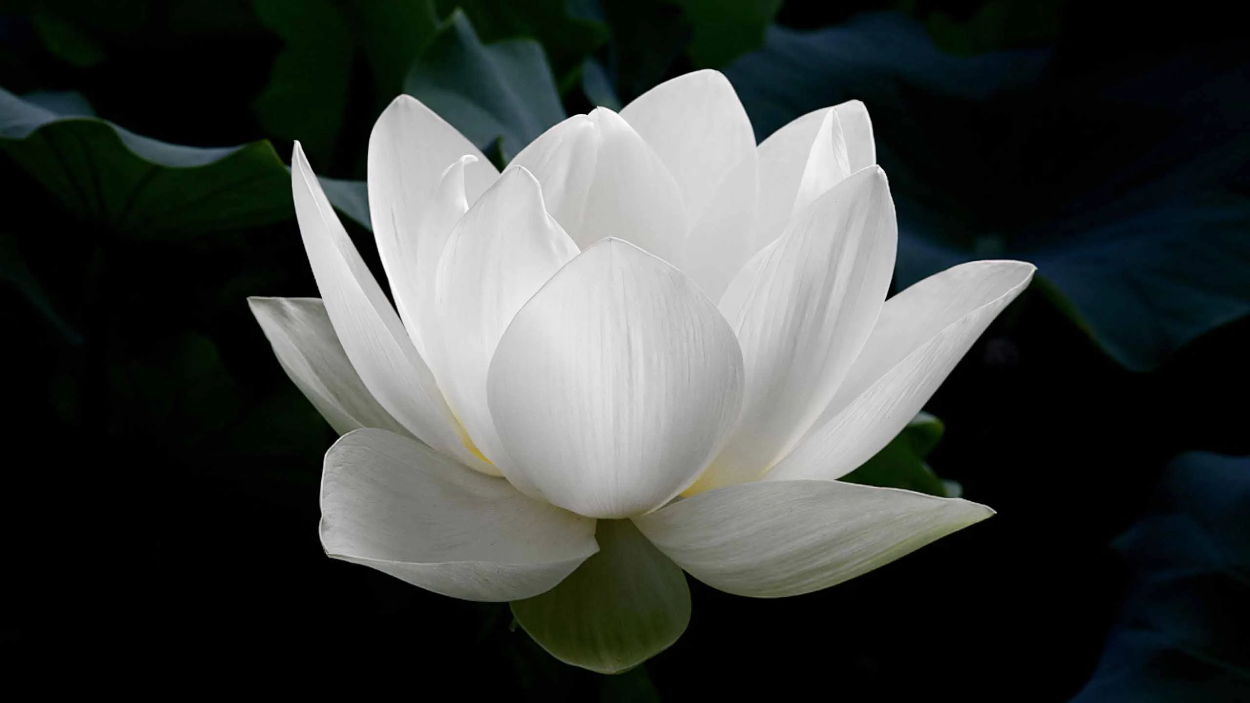 99+ Hình Ảnh Hoa Sen Trắng Buồn 🪷🌼🏵️, Avatar Hoa Sen Trắng Buồn, Ý Nghĩa