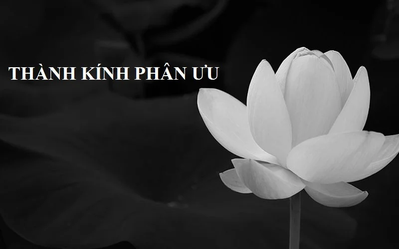 50+ mẫu tải ảnh hoa sen trắng đám tang ảnh đại diện ý nghĩa