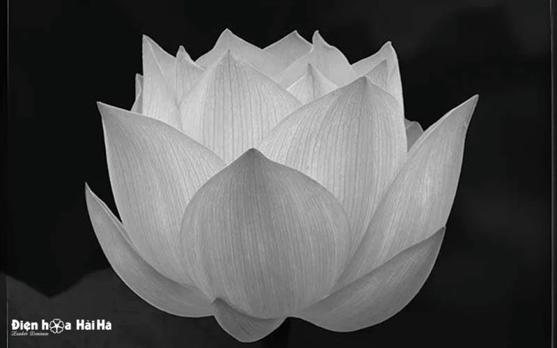 Hoa sen trắng đám tang |Hình ảnh chia buồn tang lễ