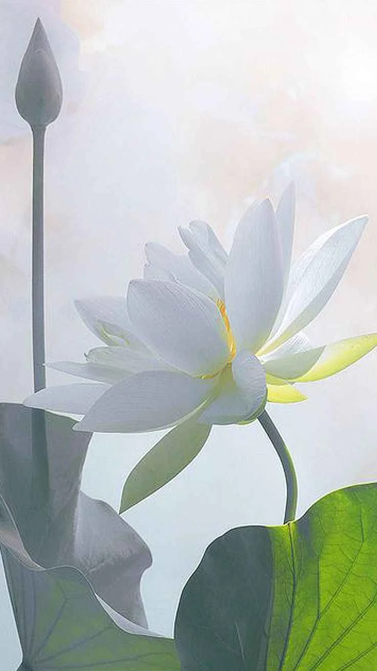 Hình ảnh hoa sen trắng đám tang thanh cao và nhẹ nhàng