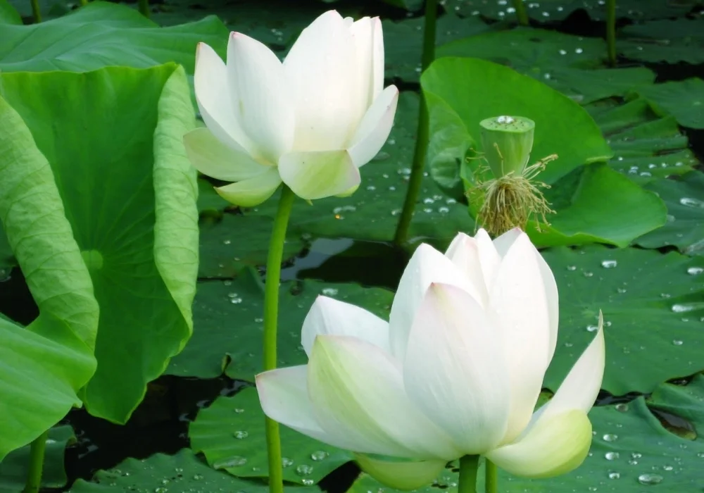 Các loại hoa sen trắng phổ biến hiện nay