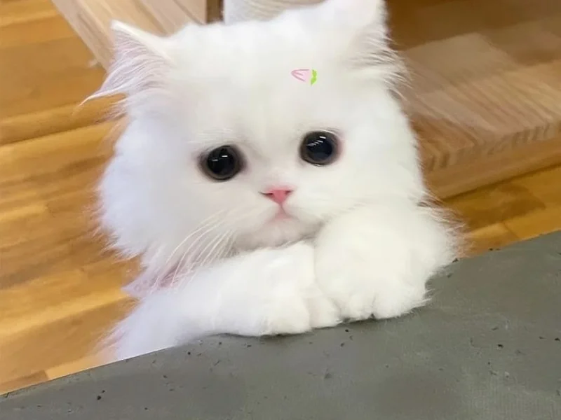 32+ hình ảnh mèo cute ngộ nghĩnh siêu đáng yêu làm avatar