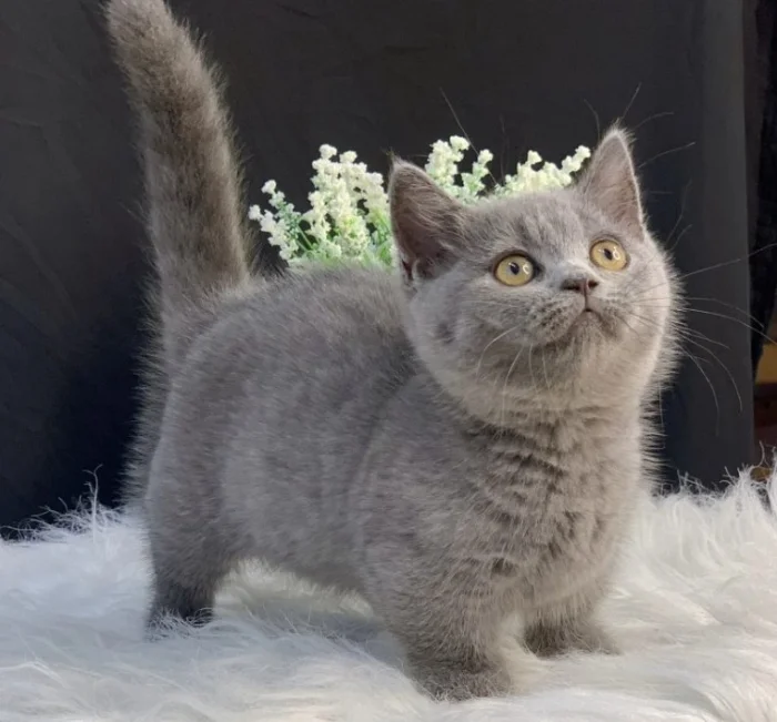 Mèo cute đáng yêu lông xám mắt vàng ngồi trên nền lông trắng mềm với hoa trắng phía sau