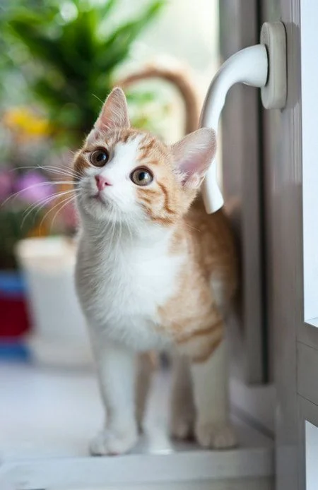 Mèo cute đáng yêu màu trắng cam đứng cạnh cửa sổ với ánh mắt tò mò