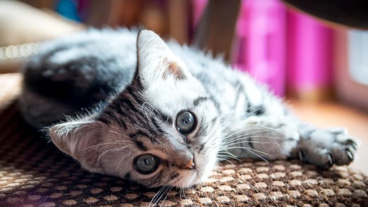 Mèo mướp nằm nghiêng trên thảm nhìn máy ảnh